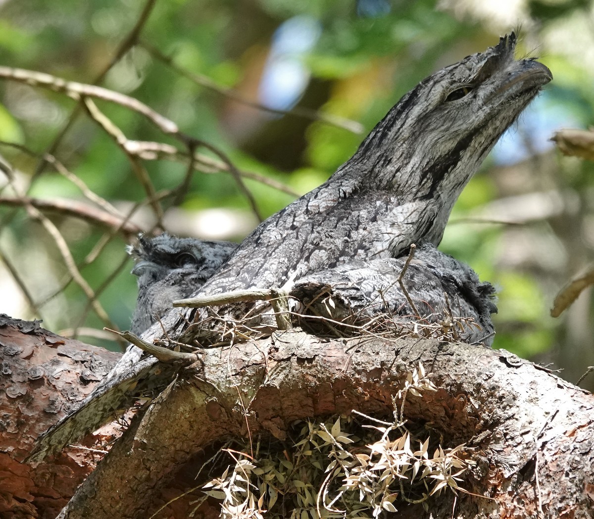 Tawny Frogmouth - ML644624676