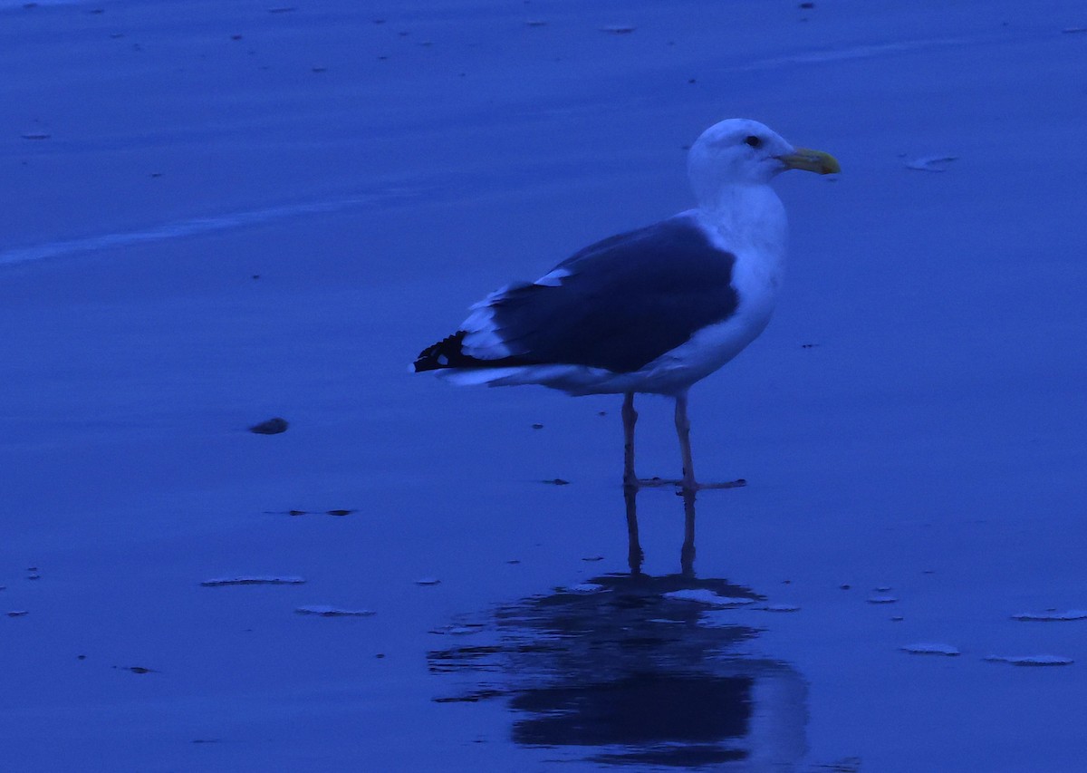 Мартин західний - ML644624678