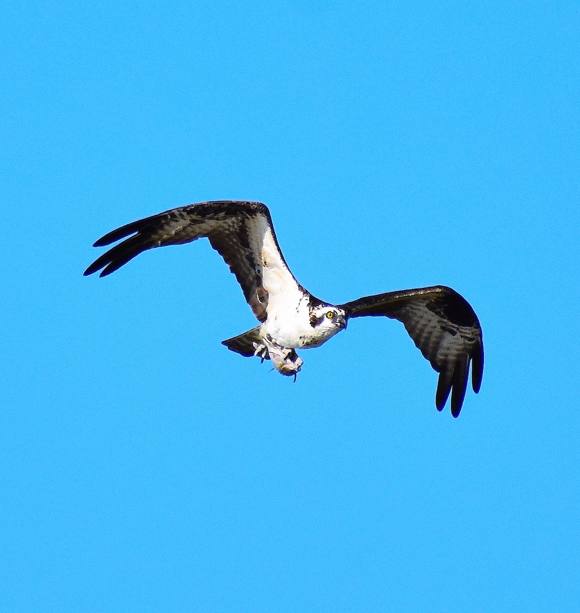 ミサゴ - ML644624681