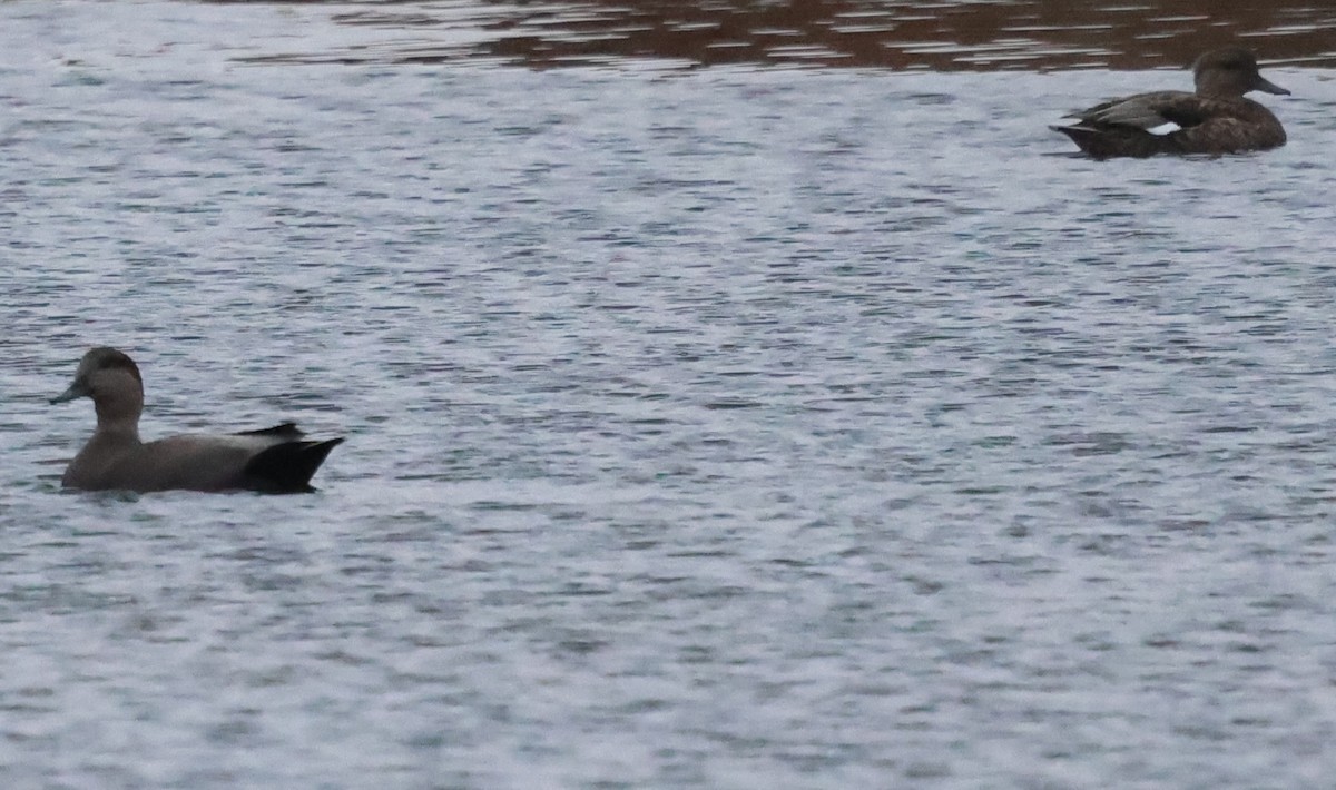 オカヨシガモ - ML644624682