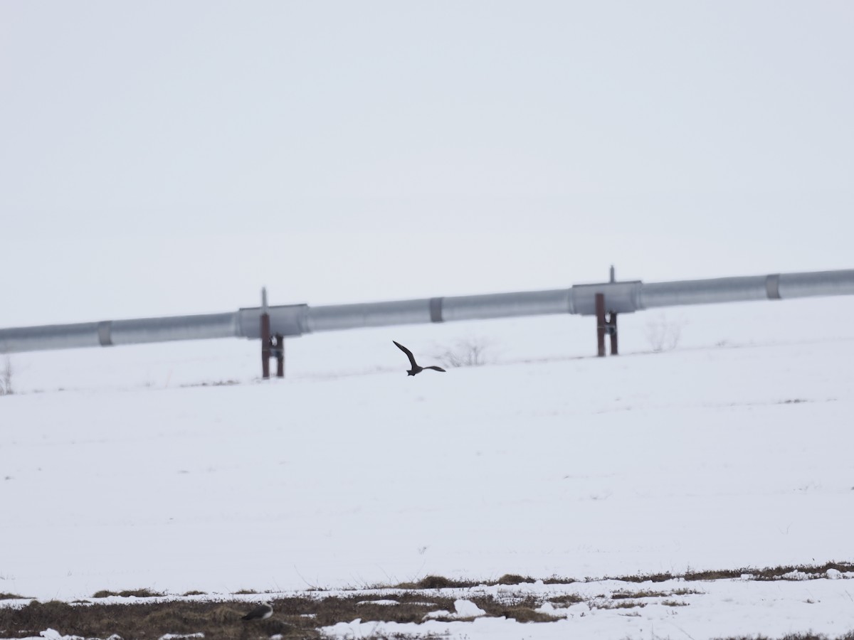 短尾賊鷗 - ML644624687