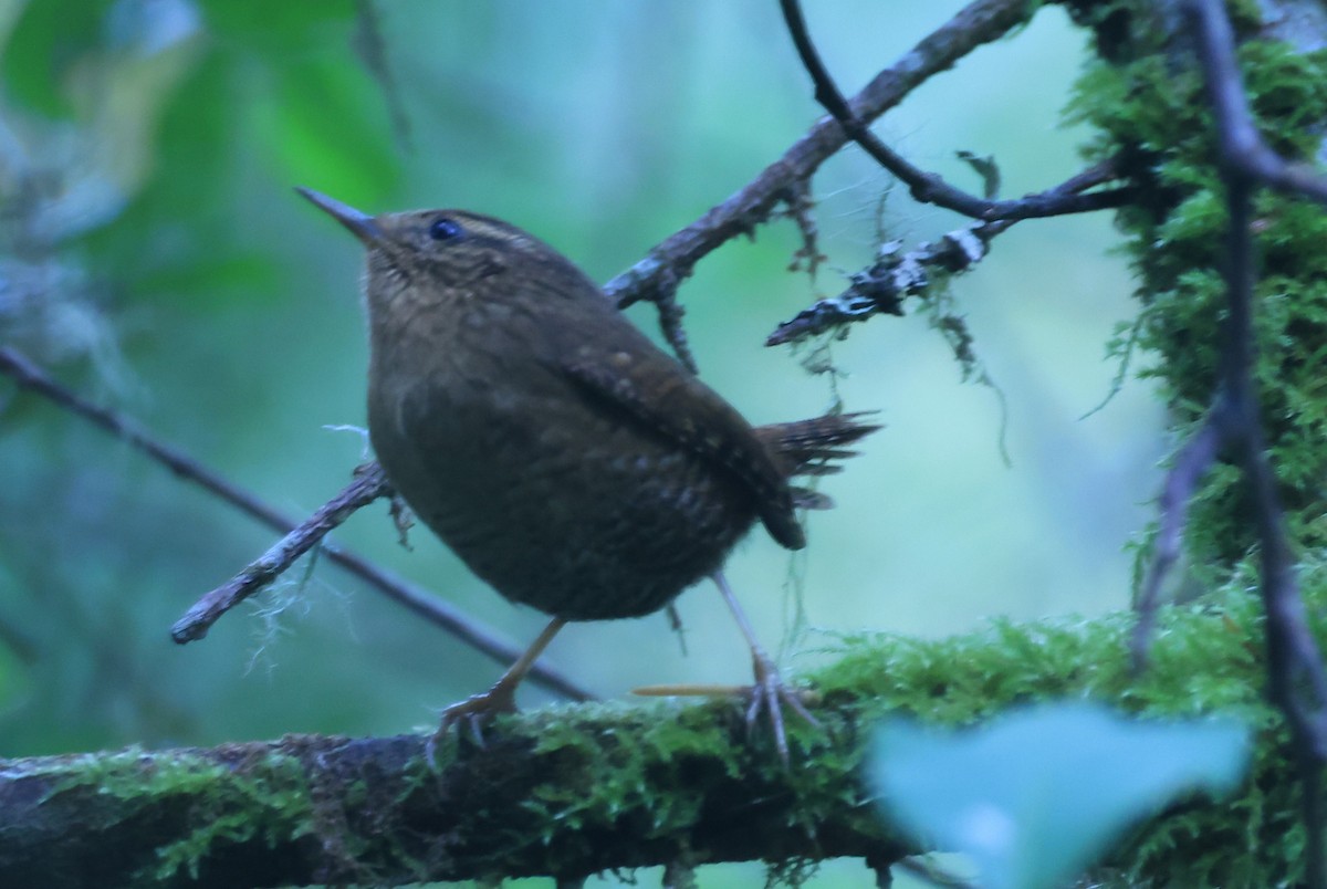Pacific Wren - ML644624689