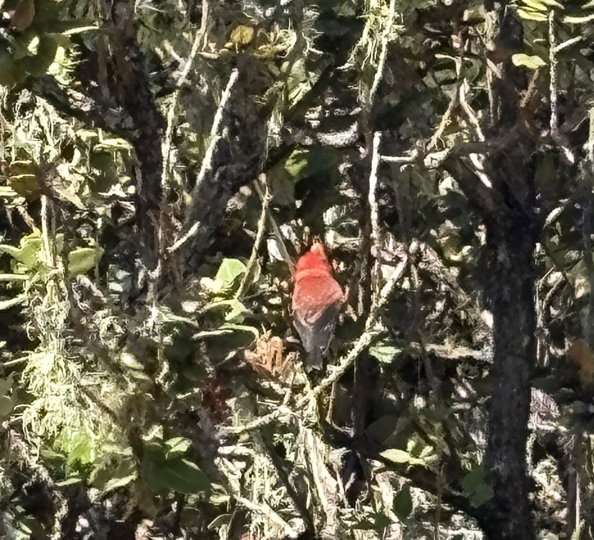 Apapane - ML644624695