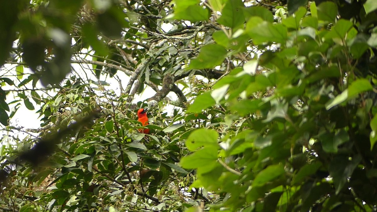 båndpiranga - ML644624697