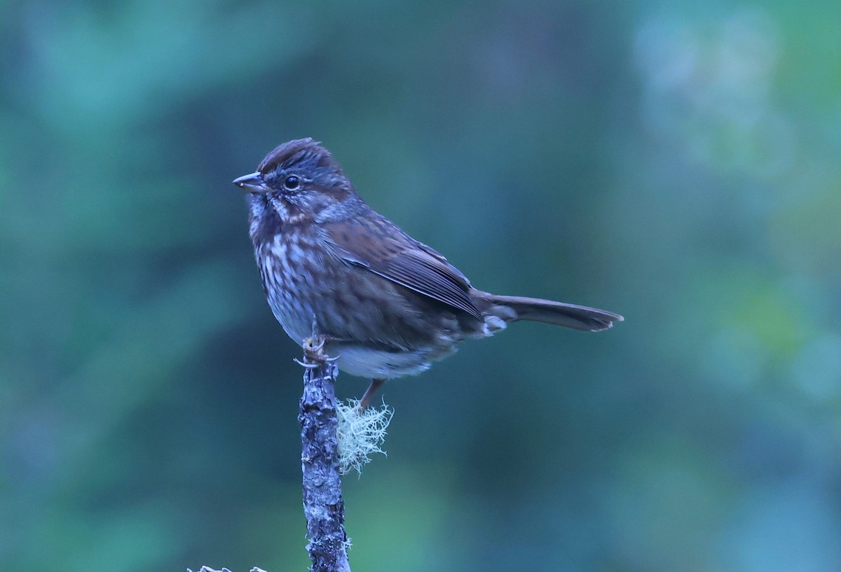 sangspurv - ML644624699