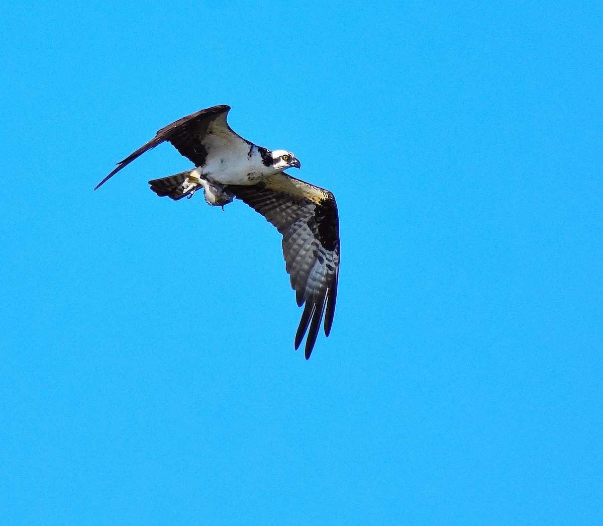 ミサゴ - ML644624712