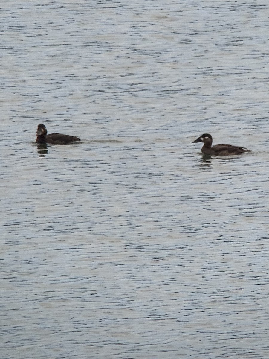 Surf Scoter - ML644624714