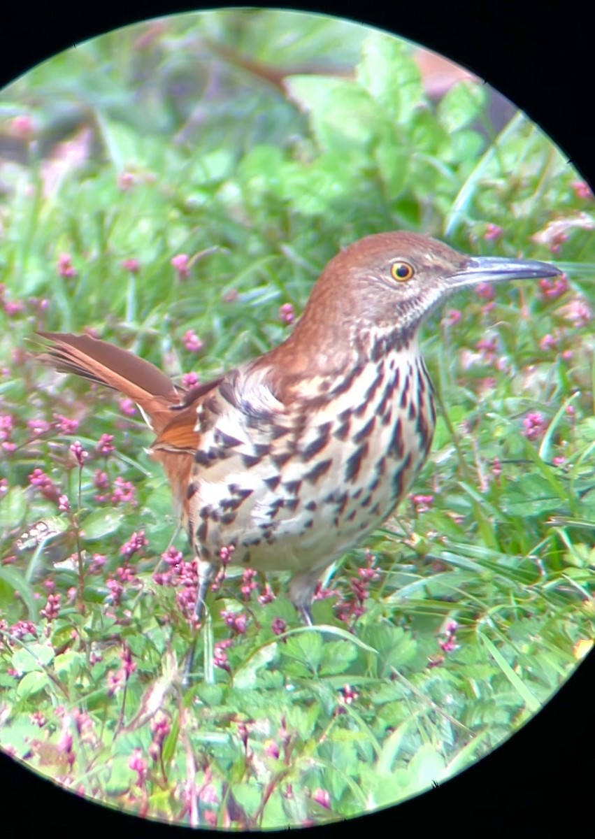 דשוש חום - ML644624716