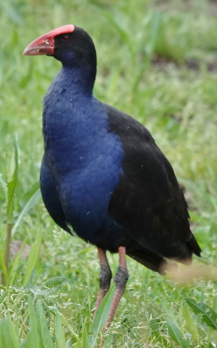 オーストラリアセイケイ - ML644624717