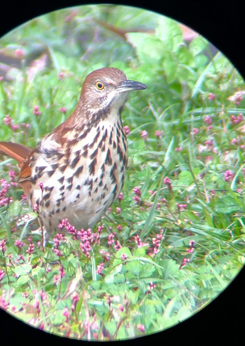 דשוש חום - ML644624718
