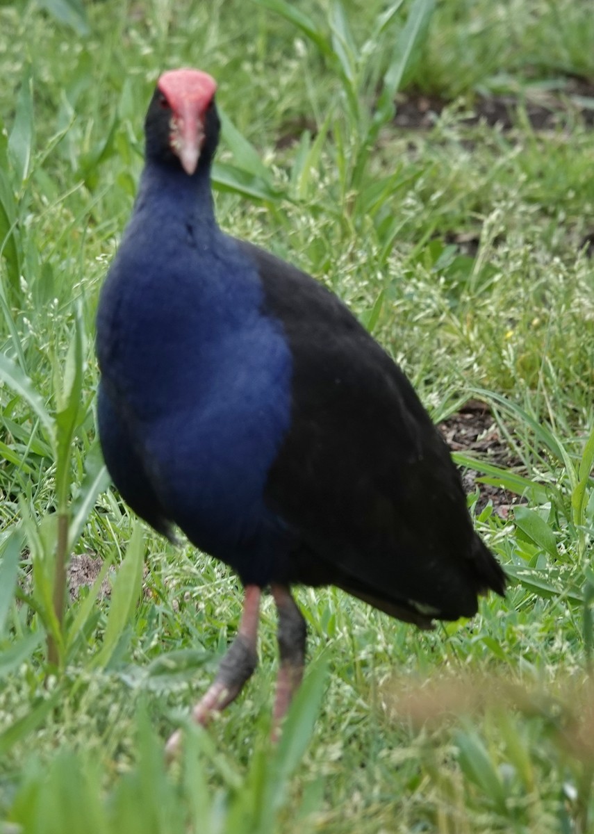 オーストラリアセイケイ - ML644624719