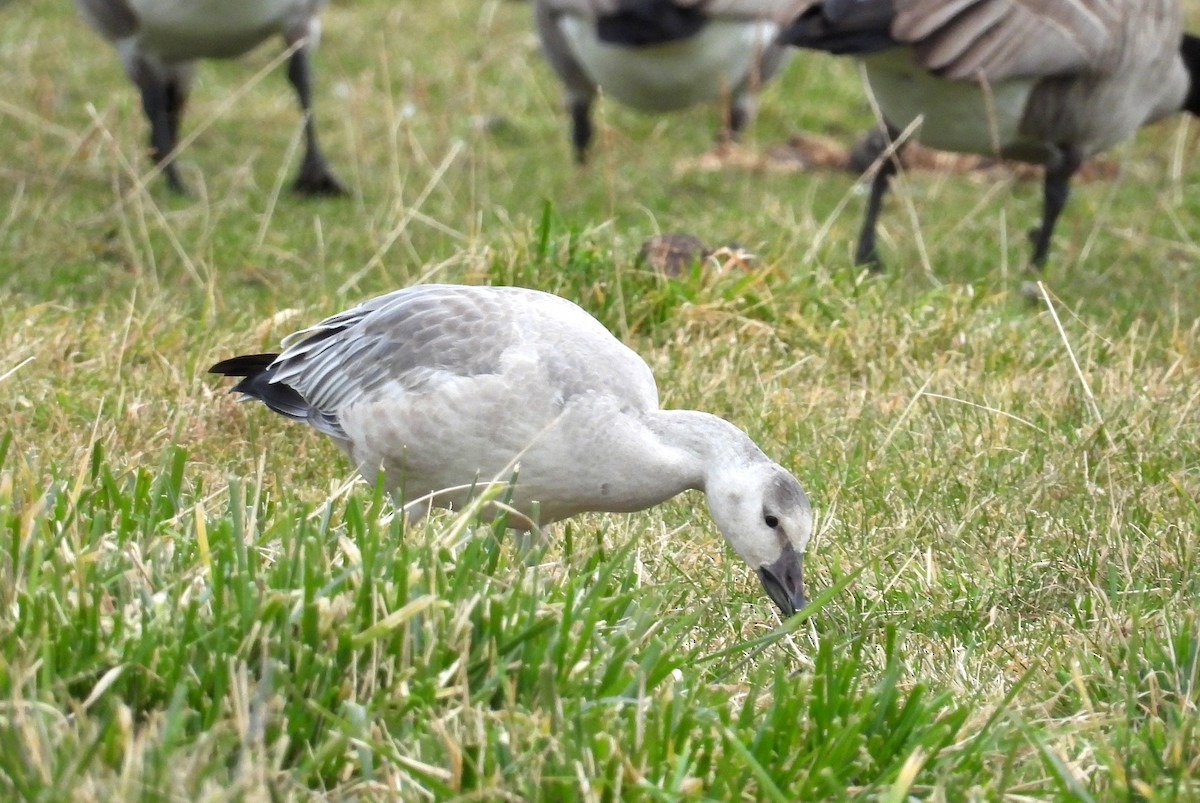 Oie des neiges - ML644624720