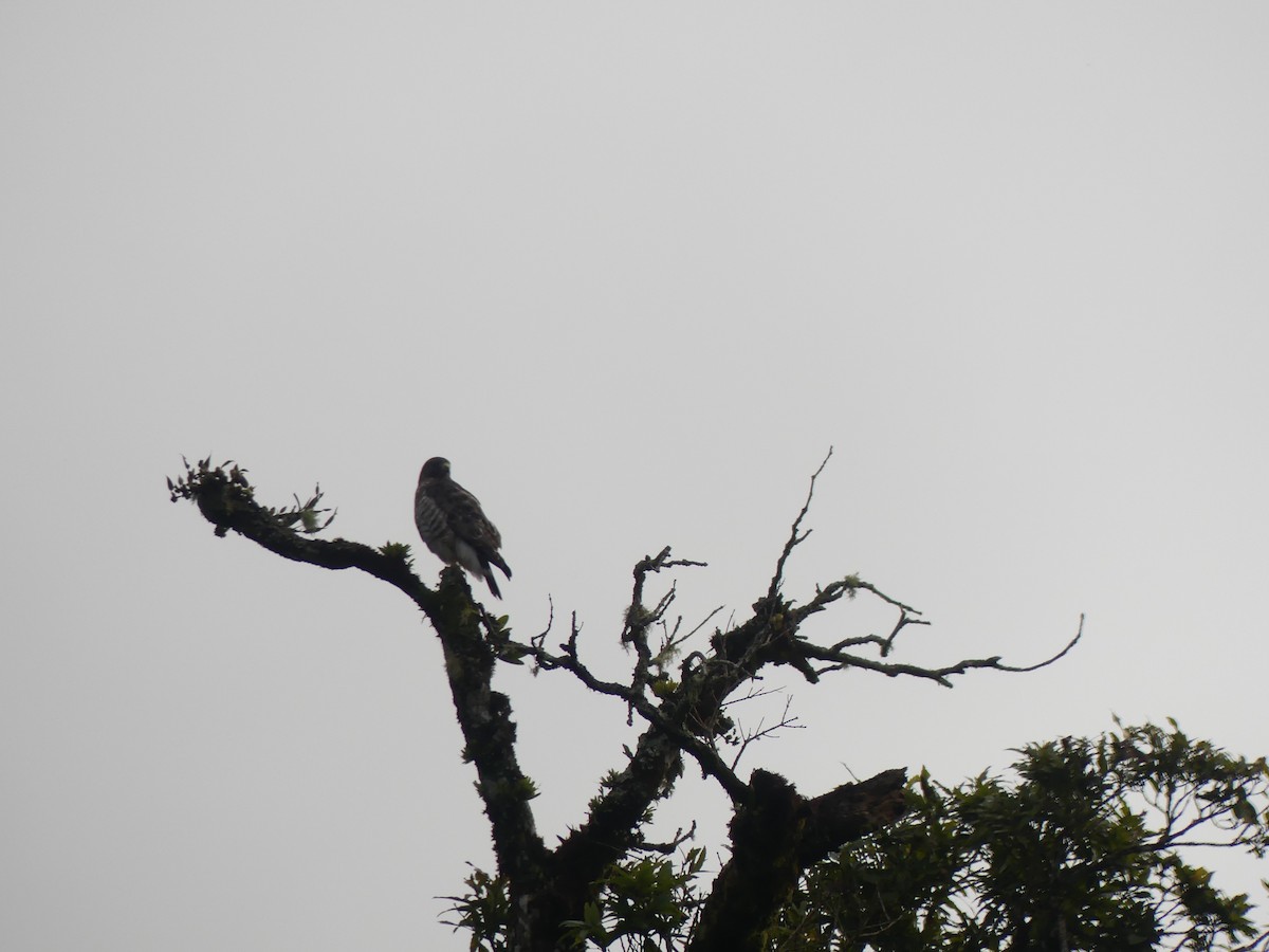 káně širokokřídlá - ML644624723