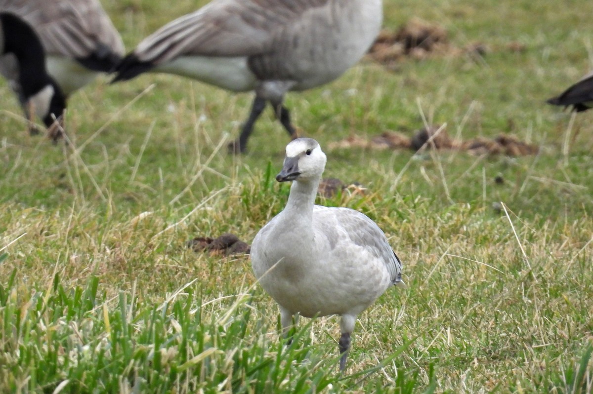 Oie des neiges - ML644624724