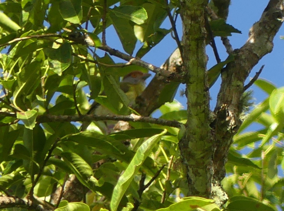 Rufous-browed Peppershrike - ML644624734