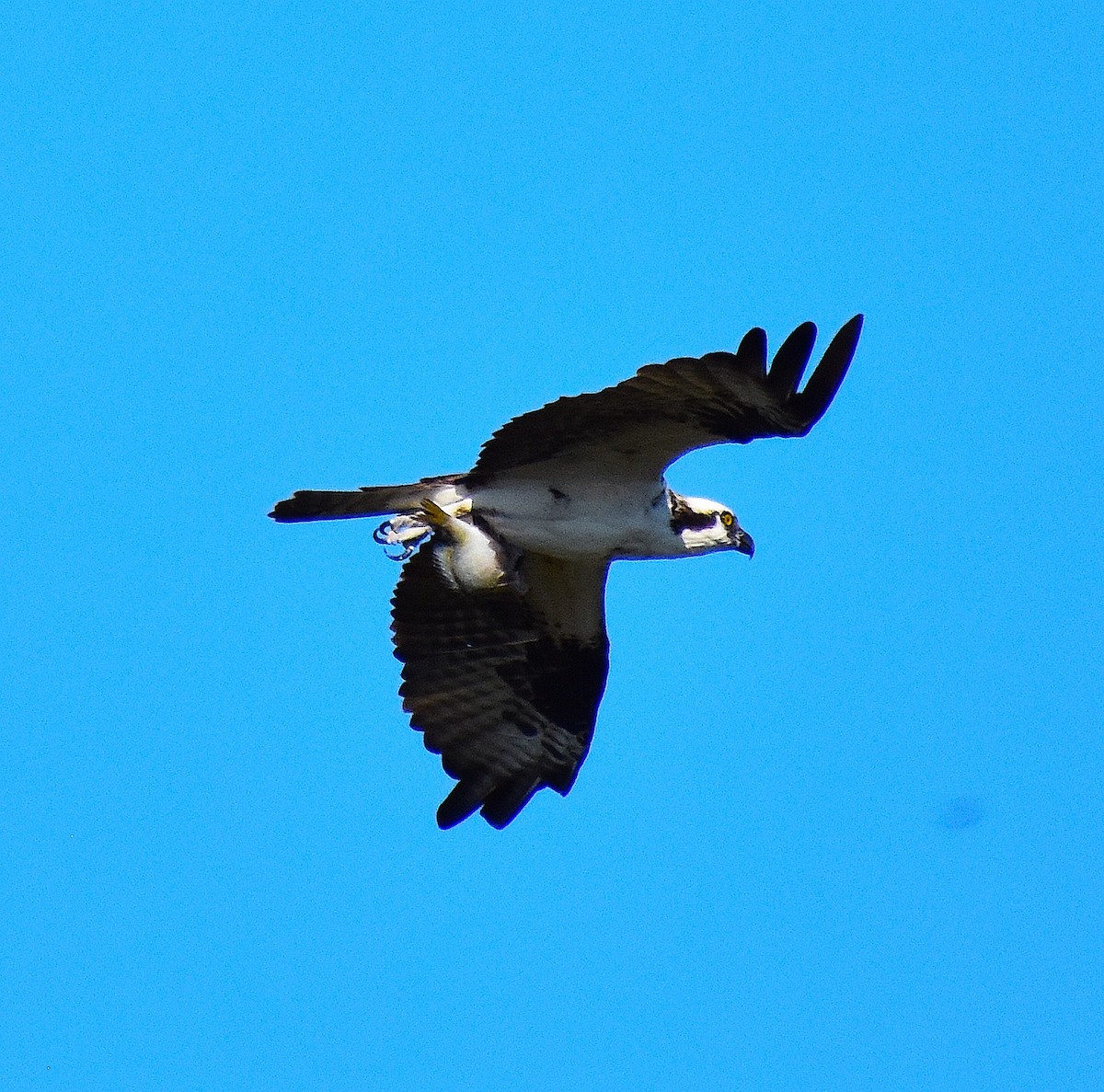 ミサゴ - ML644624738