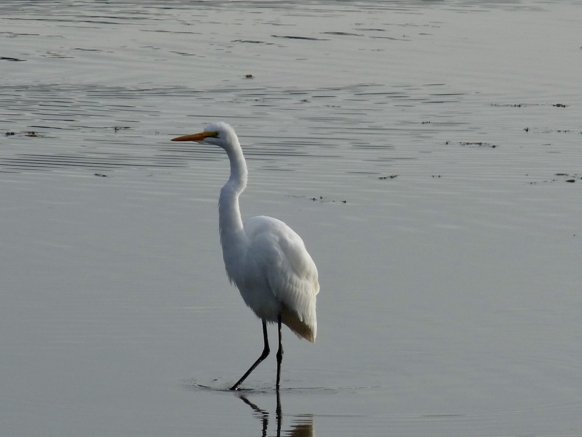 Great Egret - ML644624742