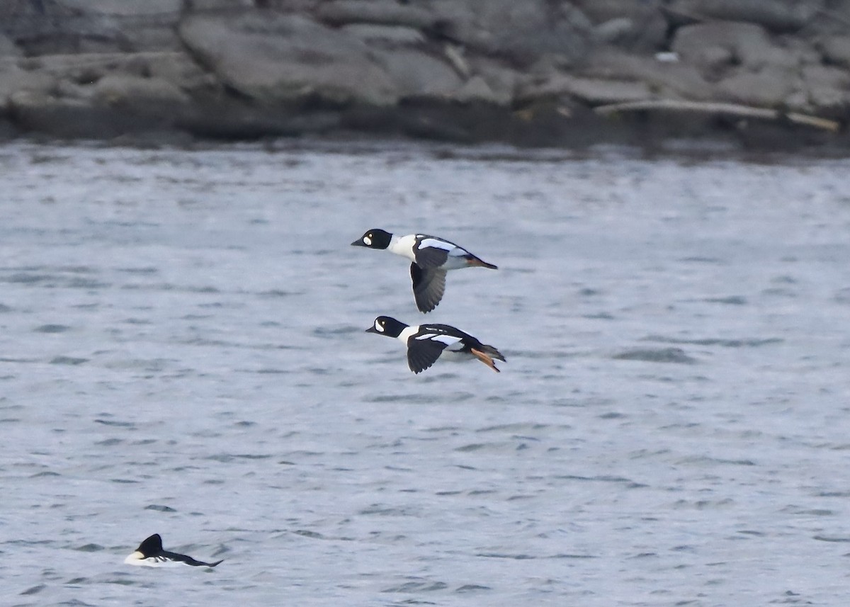 Barrow's Goldeneye - ML644624743