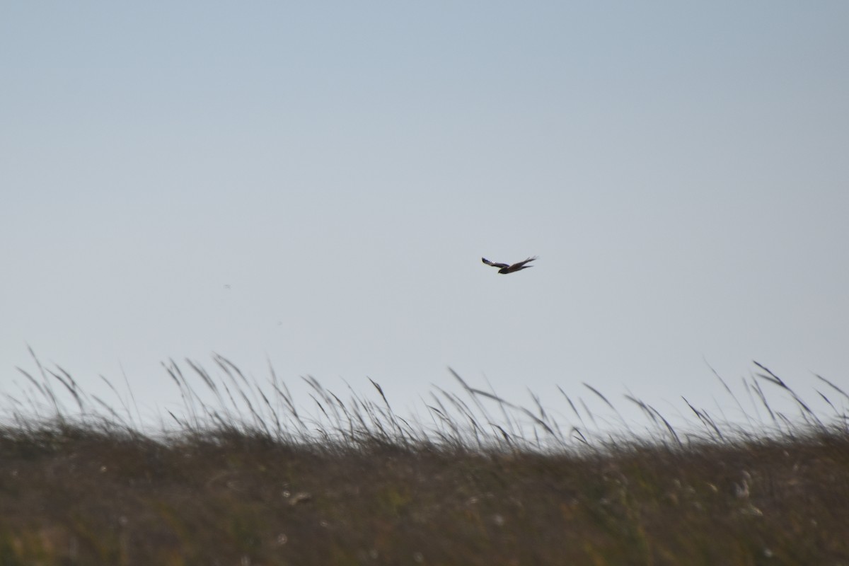 Northern Harrier - ML644624746