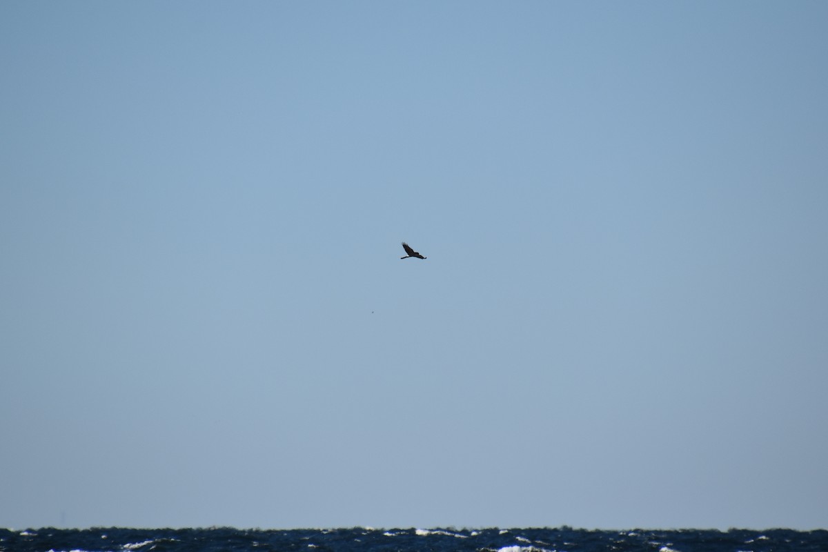 Northern Harrier - ML644624747