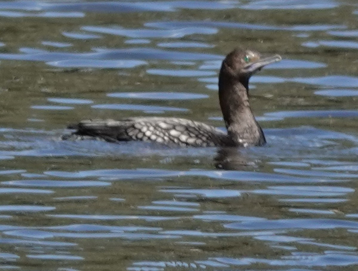 Kömür Karabatağı - ML644624748