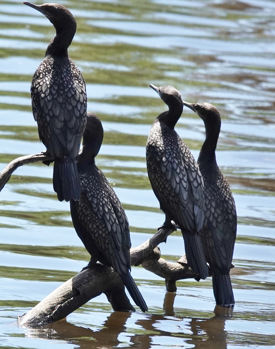 Kömür Karabatağı - ML644624749