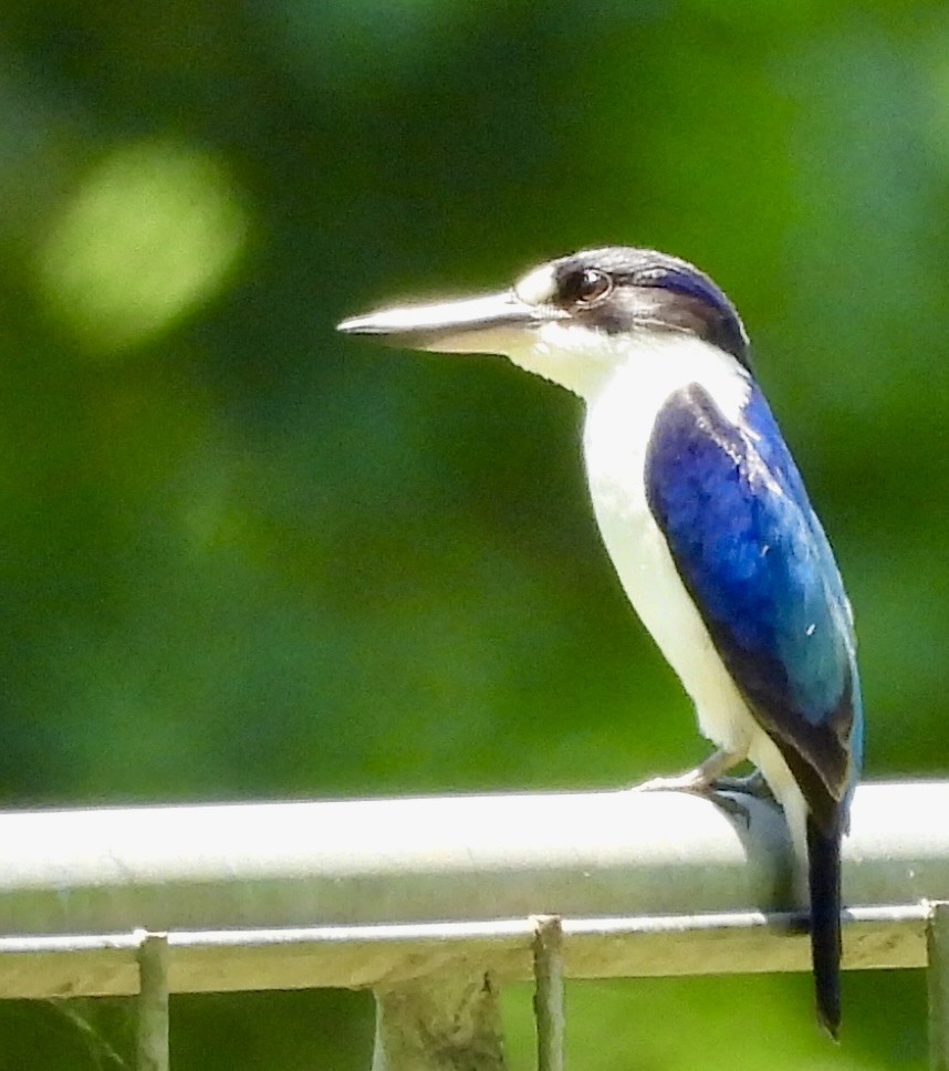 Spiegelliest - ML644624751