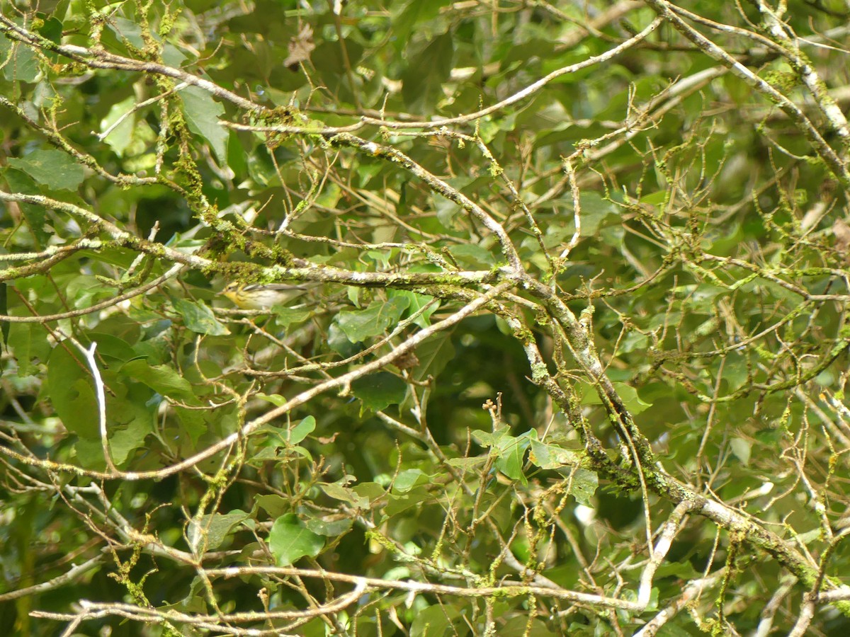 hemlokkparula - ML644624752