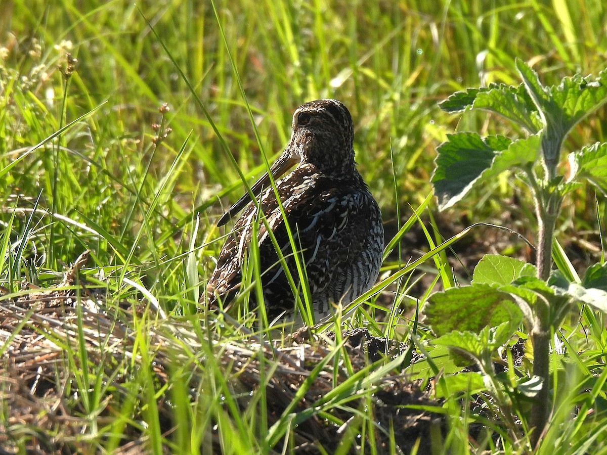 Pantanal Snipe - ML644624757