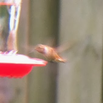 Rufous Hummingbird - ML644624762