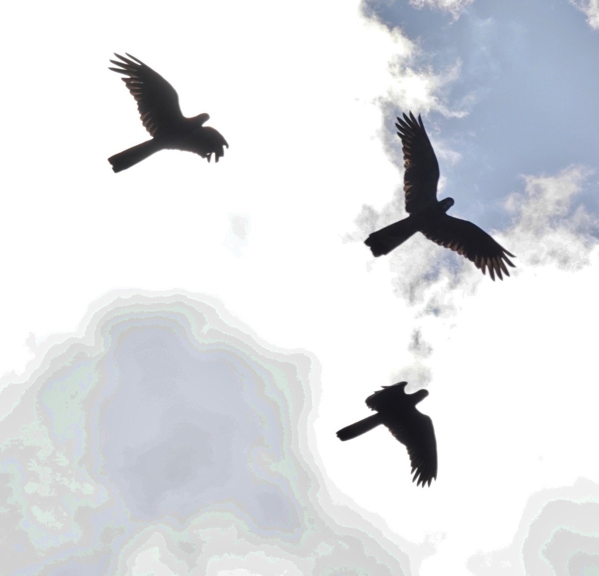 キイロオクロオウム - ML644624766