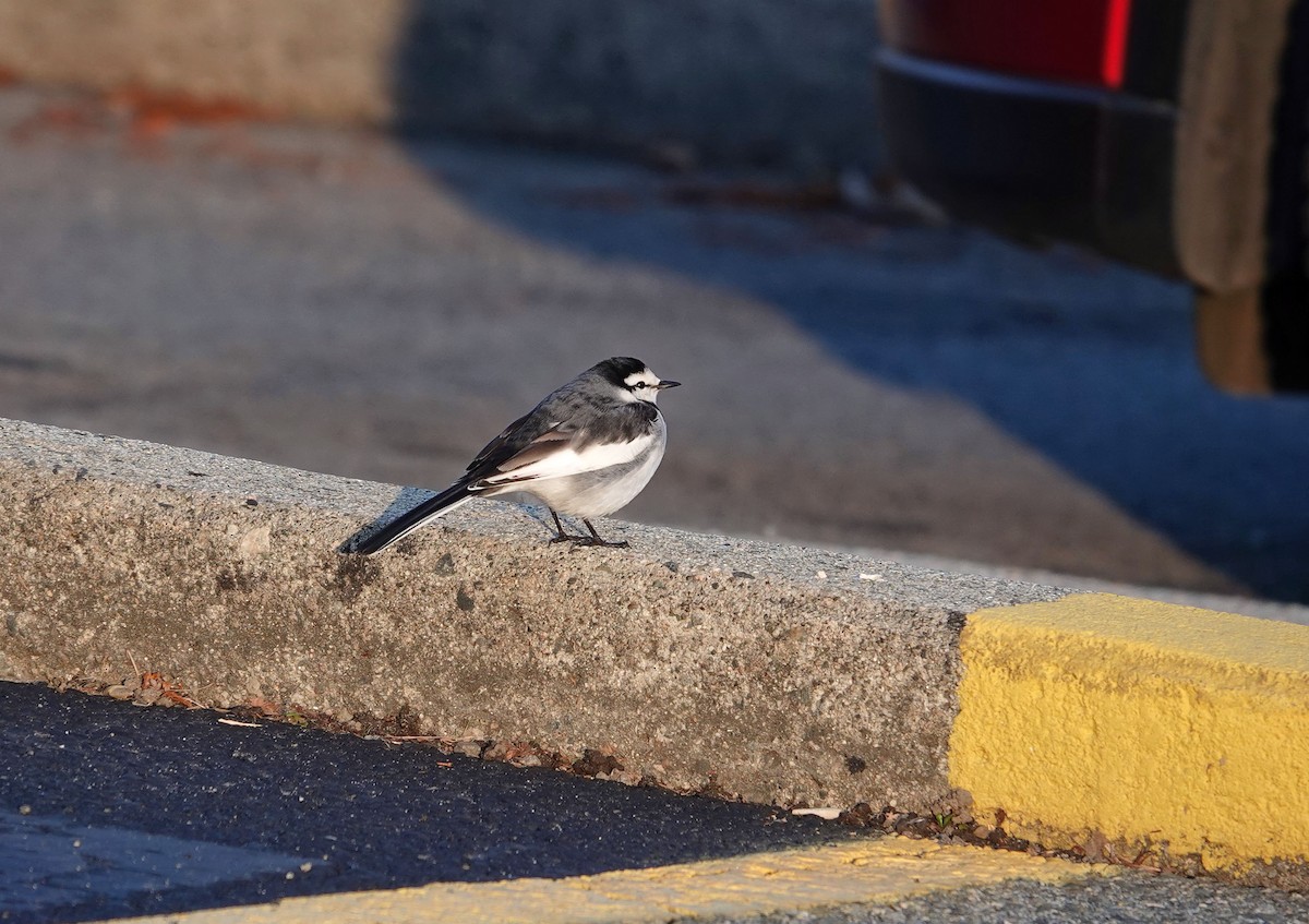 konipas bílý (ssp. lugens) - ML644624770