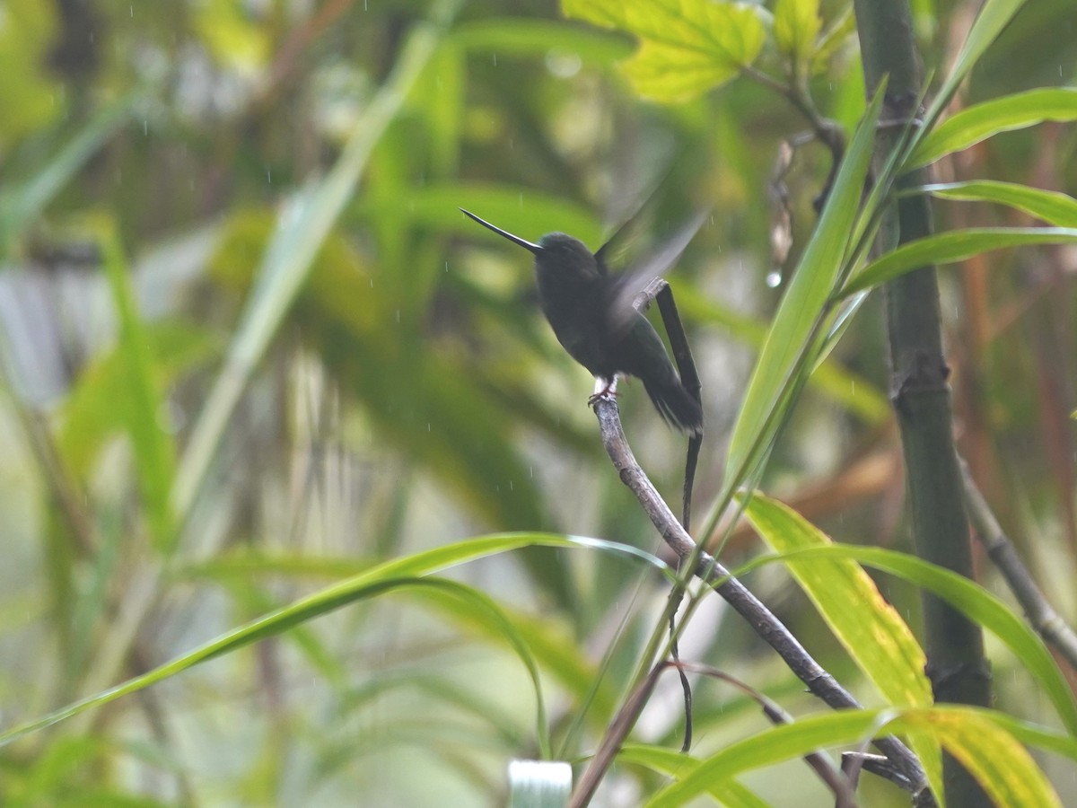 Green-fronted Lancebill - ML644624771