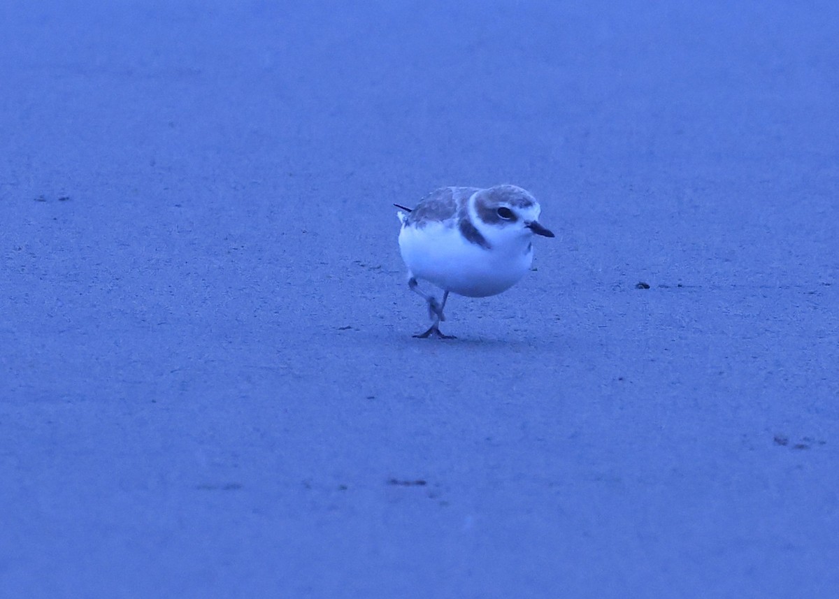 Snowy Plover - ML644624772