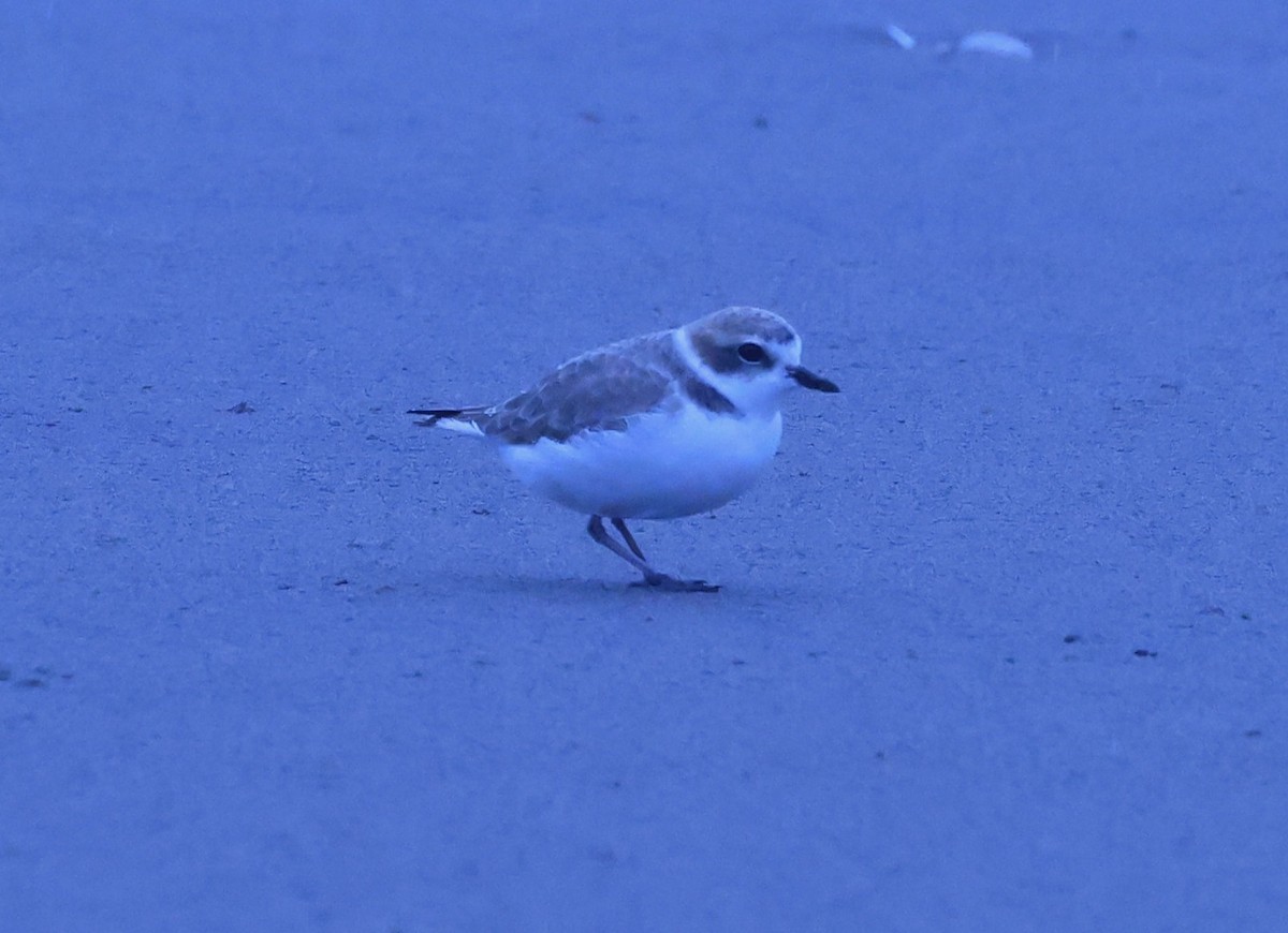 Snowy Plover - ML644624773