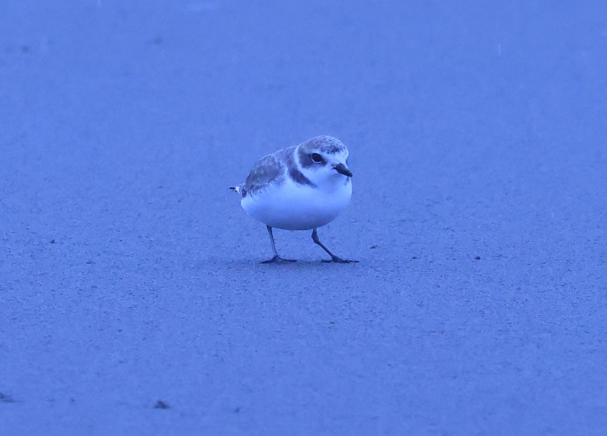 Snowy Plover - ML644624774