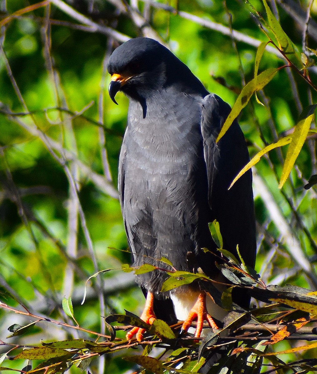 タニシトビ - ML644624788