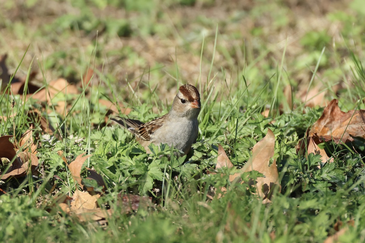 hvitkronespurv - ML644624800