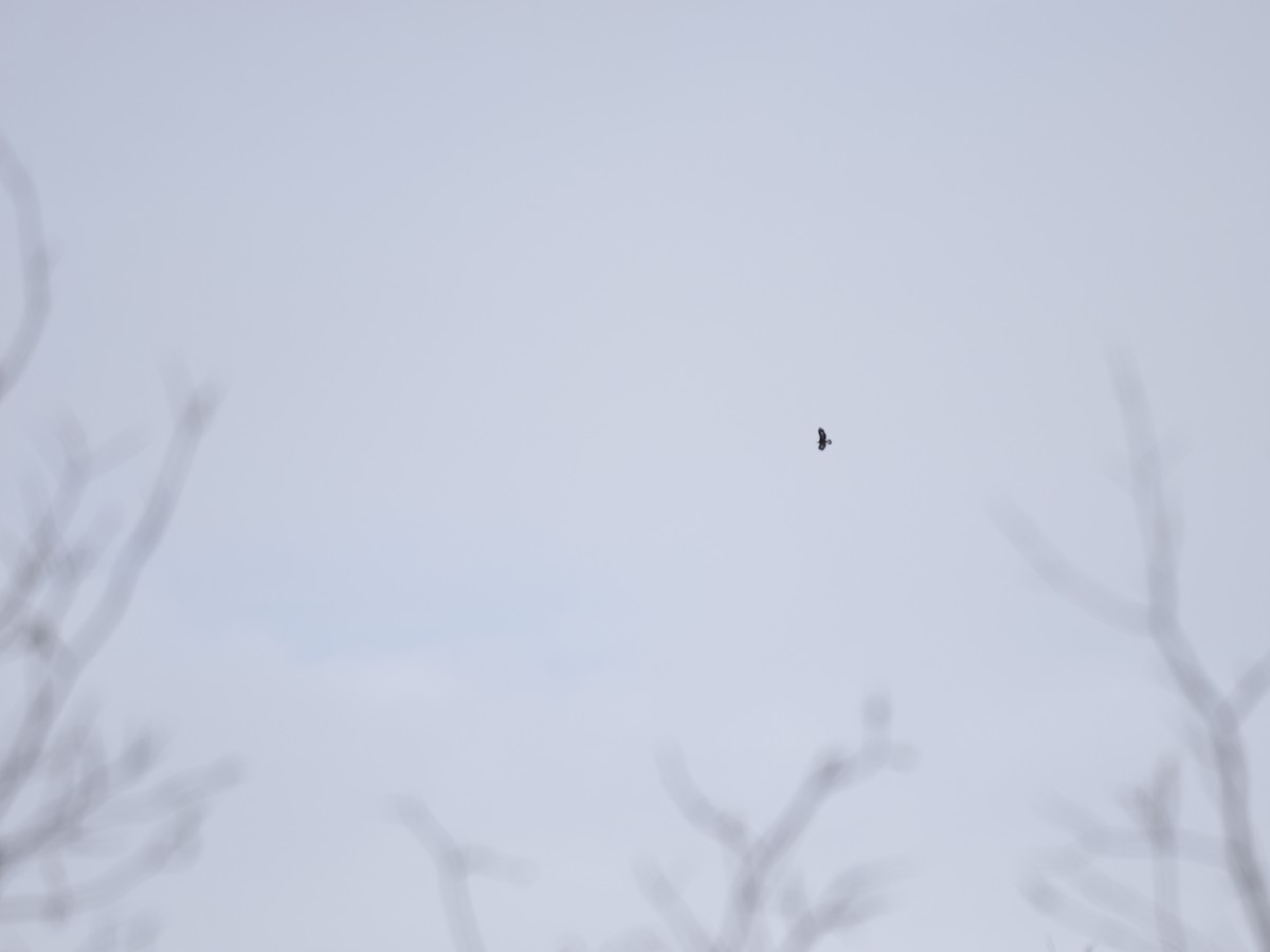 kongeørn - ML644624801