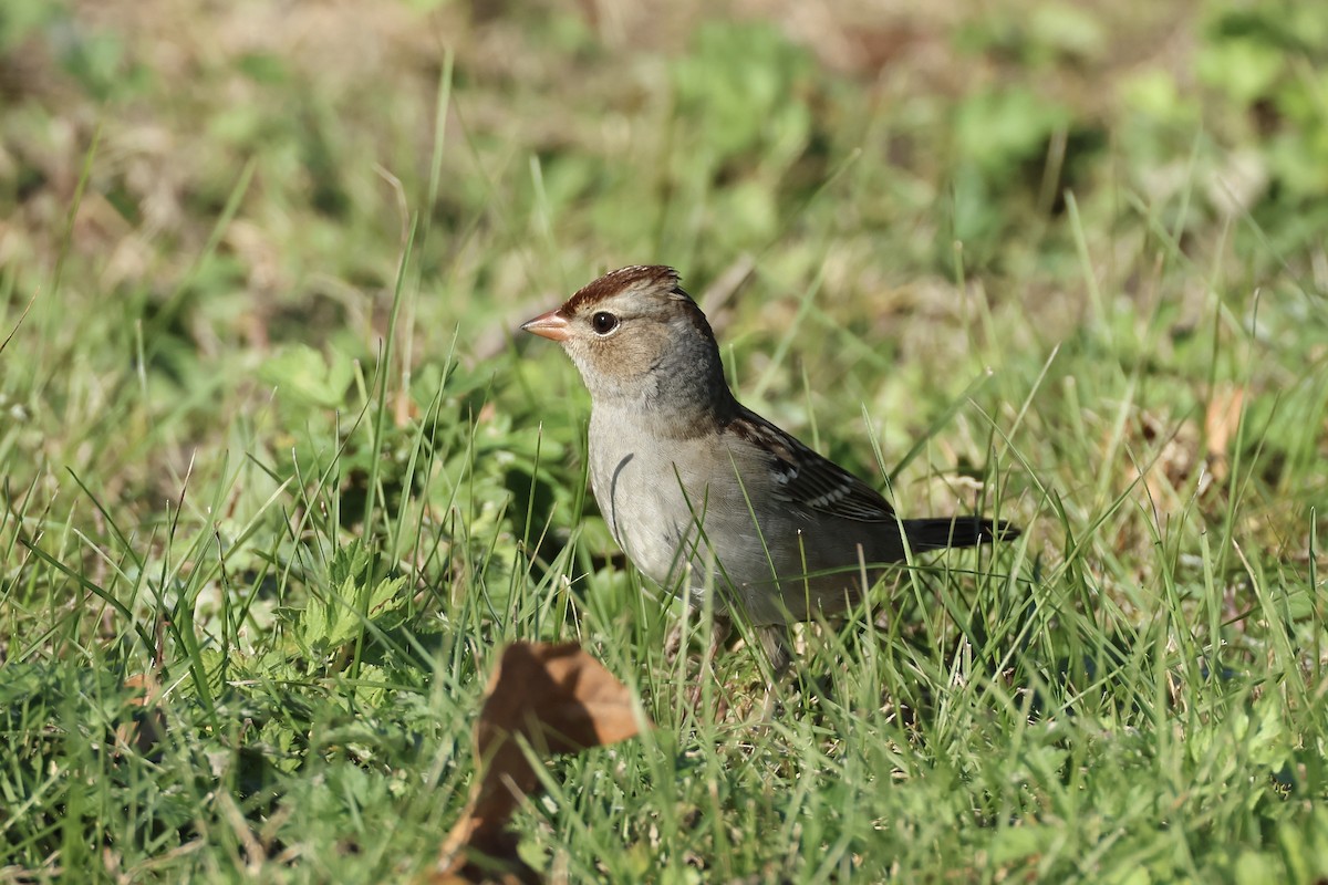 hvitkronespurv - ML644624803