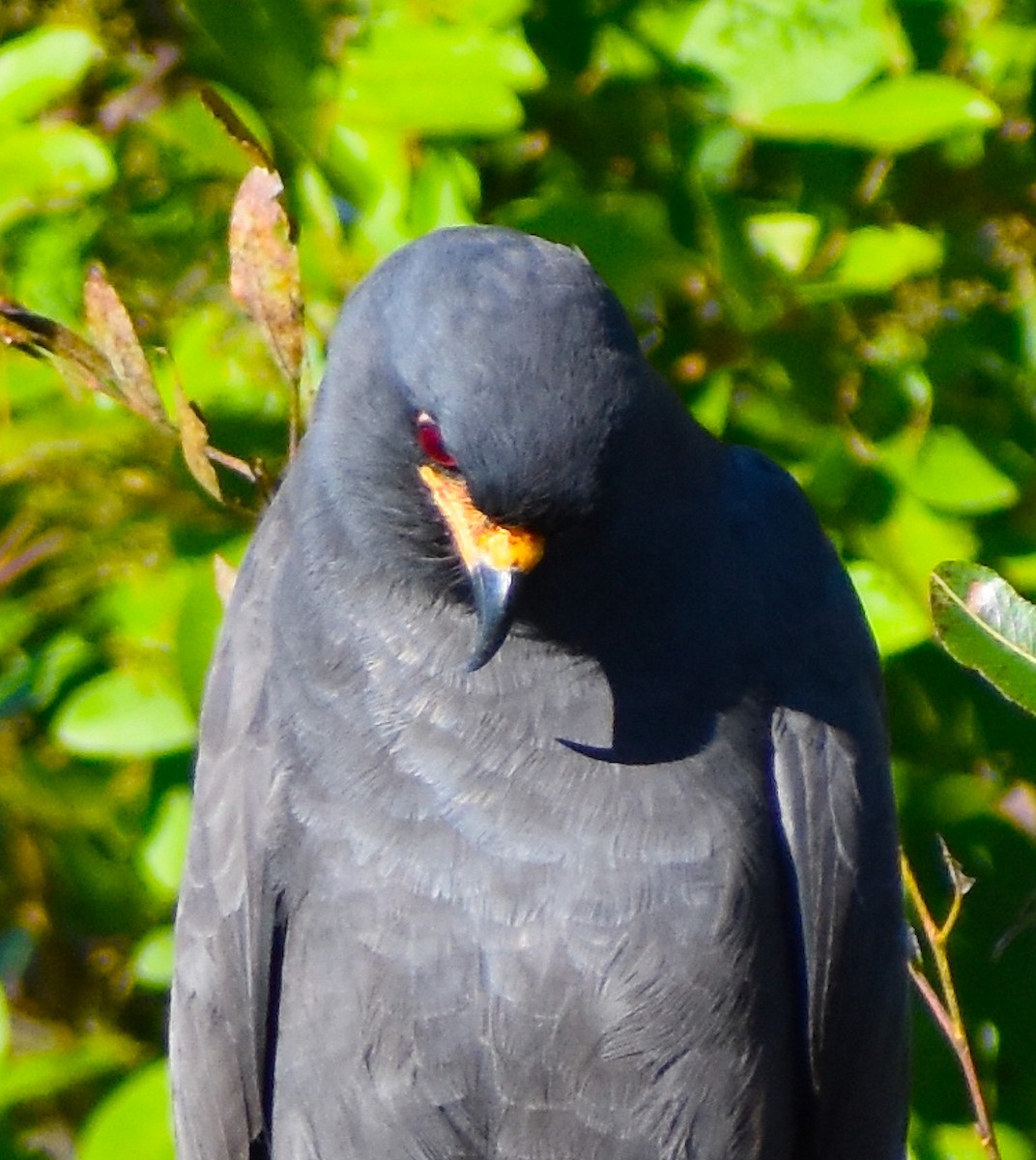 タニシトビ - ML644624804