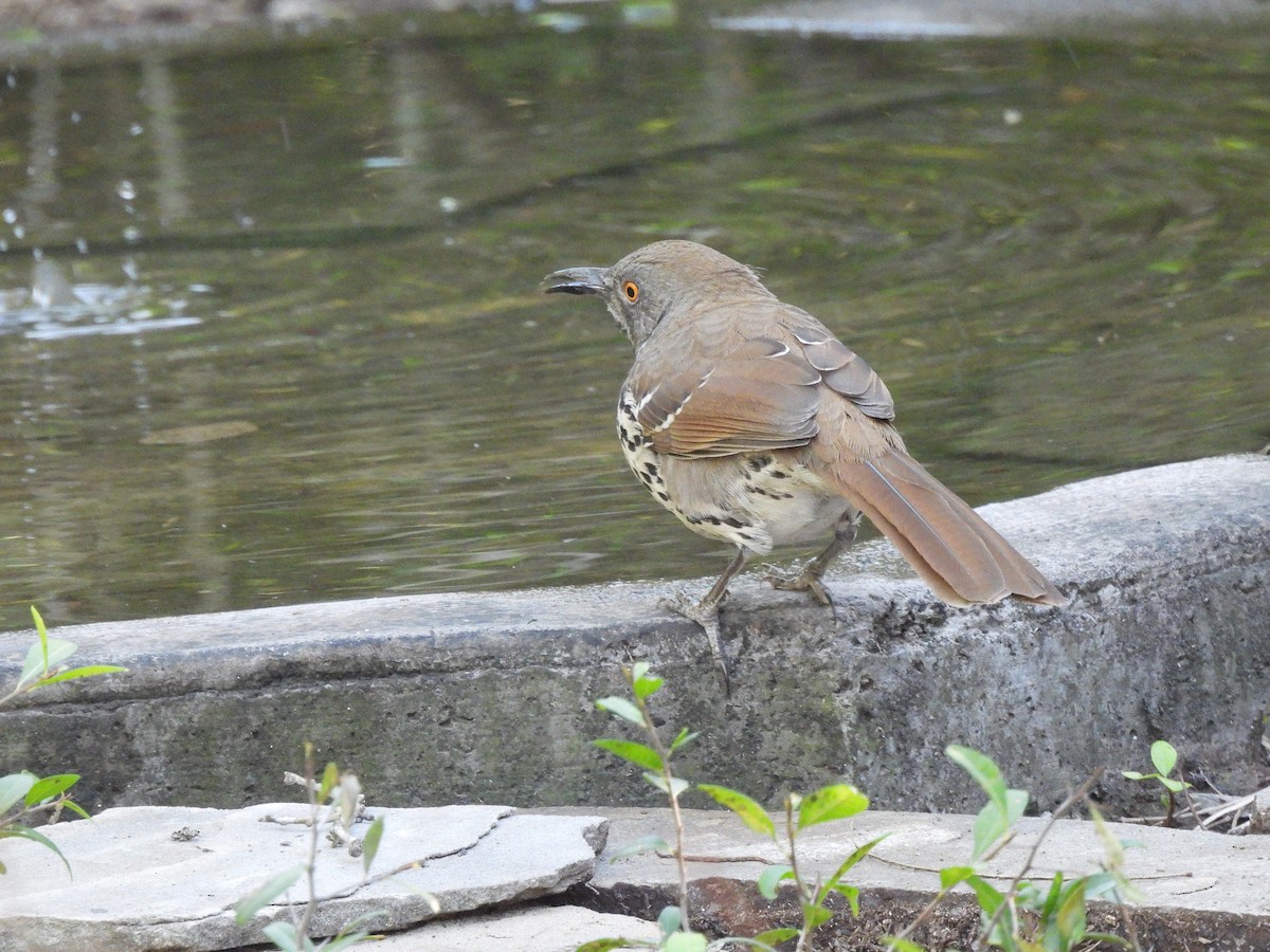 Long-billed Thrasher - ML644624806