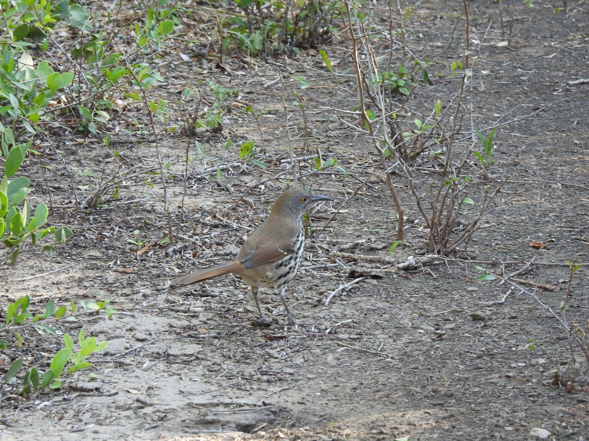 Long-billed Thrasher - ML644624807
