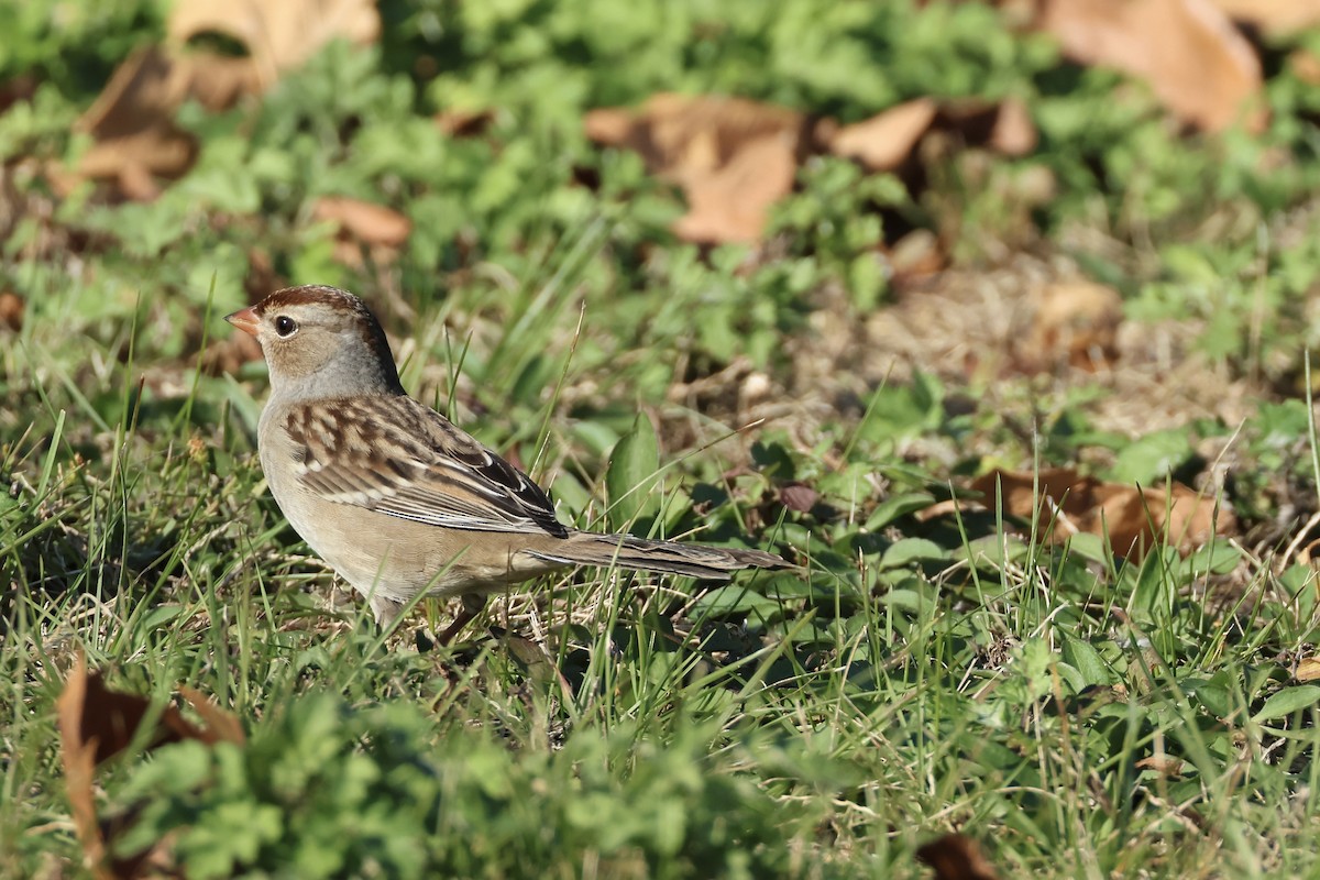 hvitkronespurv - ML644624809