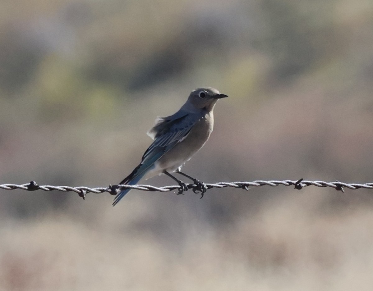 fjellblåfugl - ML644624822