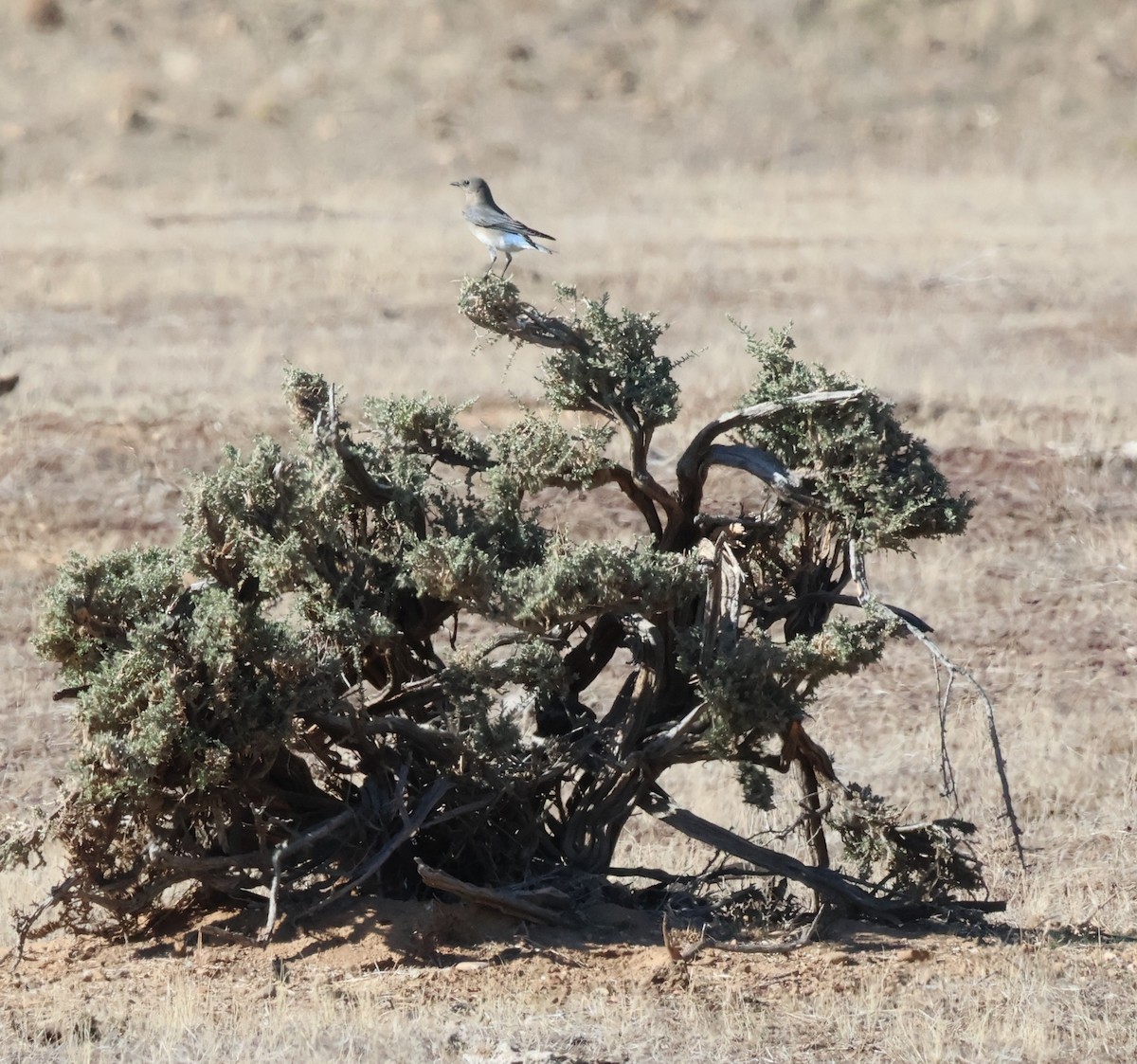 fjellblåfugl - ML644624823