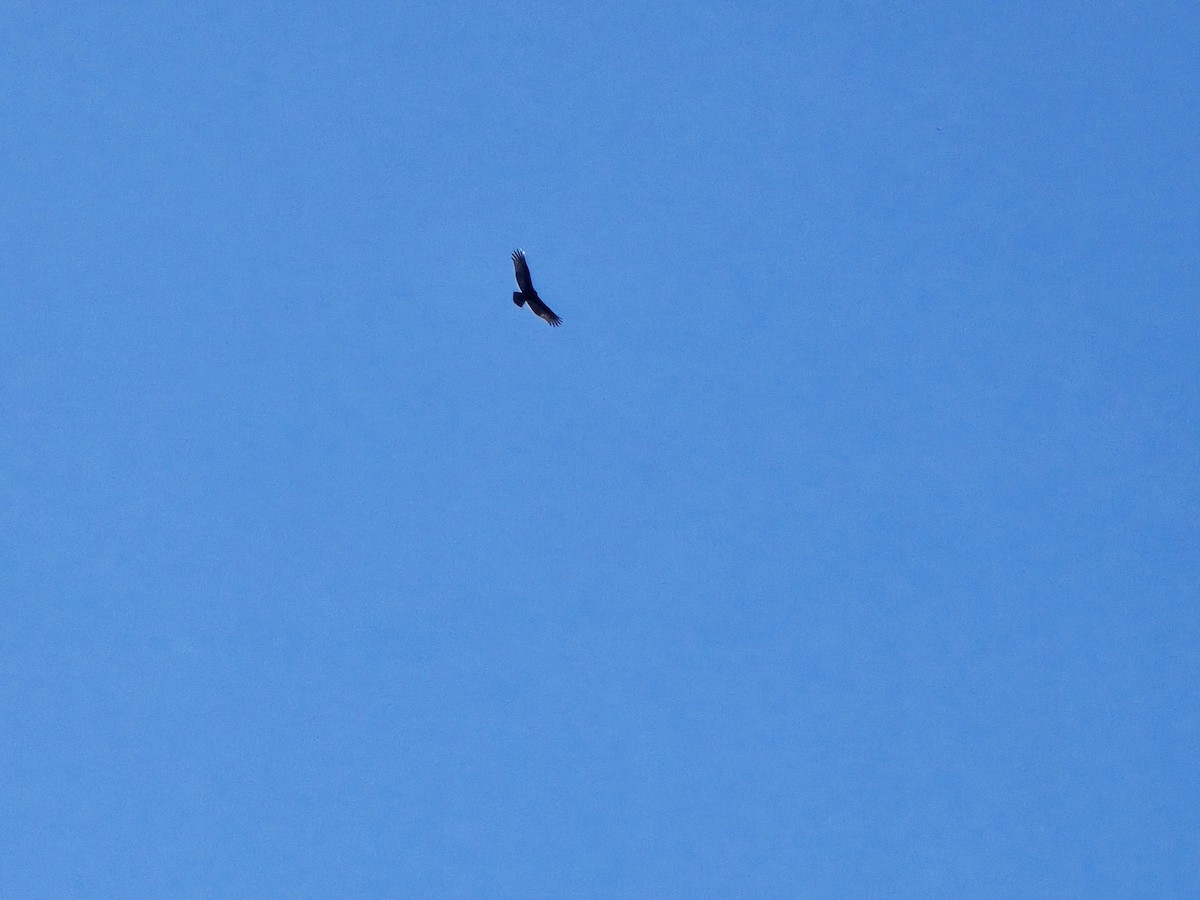 Turkey Vulture - ML644624825