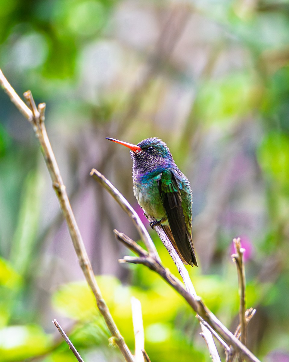 Blue-throated Goldentail - ML644624827