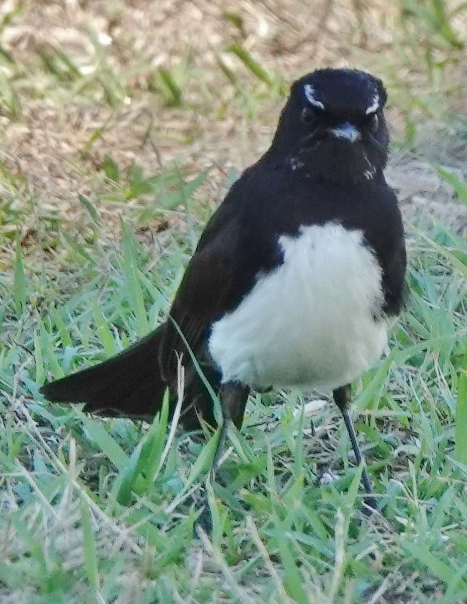 gallaviftestjert - ML644624829