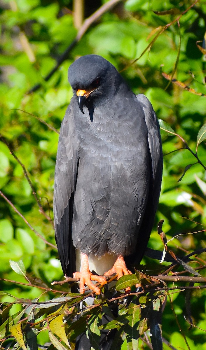 タニシトビ - ML644624831